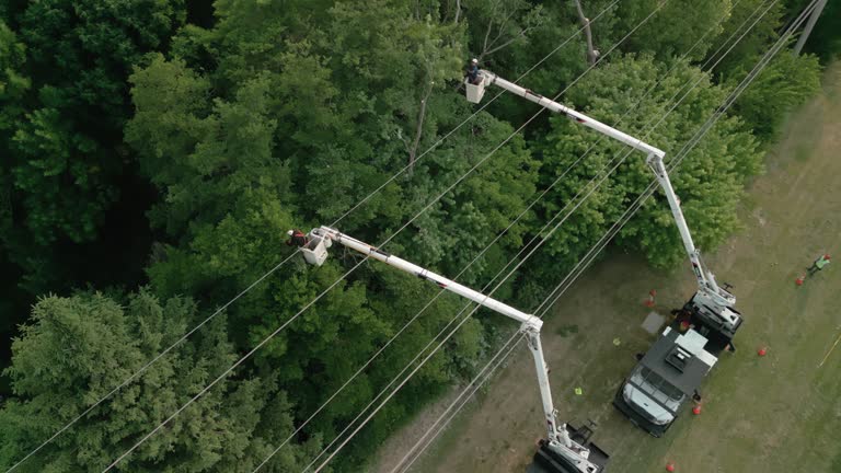 How Our Tree Care Process Works  in Parkway, CA