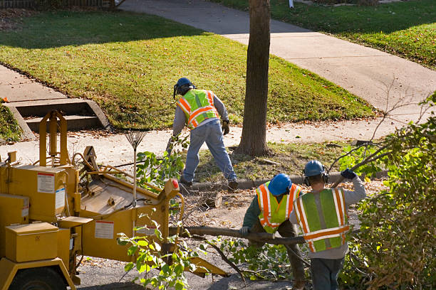 Seasonal Cleanup (Spring/Fall) in Parkway, CA